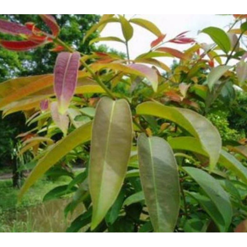 ต้นผักติ้ว หรือผักแต้ว  ซื้อ 3 ต้นแถม 1 ต้น มีรสชาติเปรี้ยวฝาด ใช้ปรุงอาหารได้หลากหลายเมนู คัดเกรดสวยๆทุกต้นพร้อมส่ง