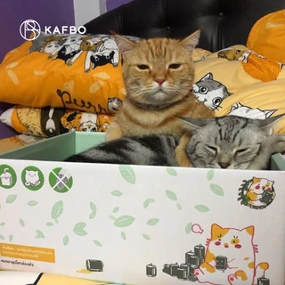 KAFBO Cat box - Catnip drink กล่องลังแมว บ้านแมว ที่ลับเล็บแมว ที่ฝนเล็บแมว