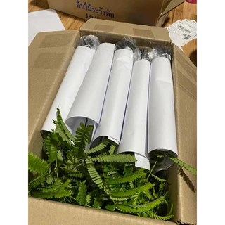 ต้นสะตอข้าวต้นเตี้ย😲 4ต้น🎉 80บาท💸พร้อมส่งค่ะ🥰🚛