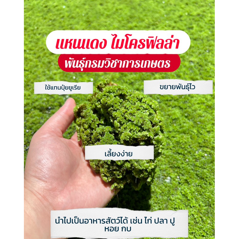 แหนแดง ไมโครฟิลล่า  1 กิโล ☘️พันธุ์กรมวิชาการเกษตร