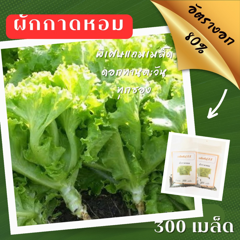 เมล็ดพันธุ์ ผักกาดหอม 300เมล็ด ผักสลัด Lettuce