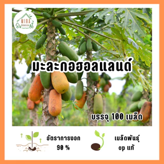 เมล็ดพันธุ์ มะละกอฮอลแลนด์ บรรจุ 100 เมล็ด
