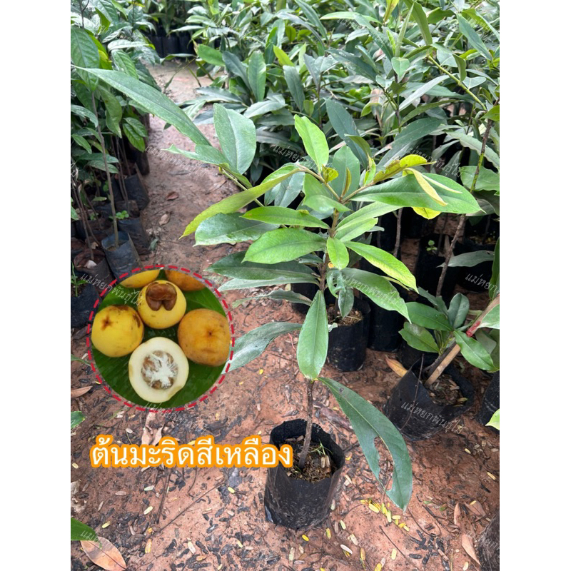 ต้นมะริดสีเหลืองป่าหายากสูง50-80ซม.