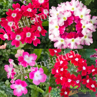 ต้นกล้าดอกเวอร์บีน่าออพเซสชั่นคละสี ดอกไม้กินได้ เลี้ยงง่าย