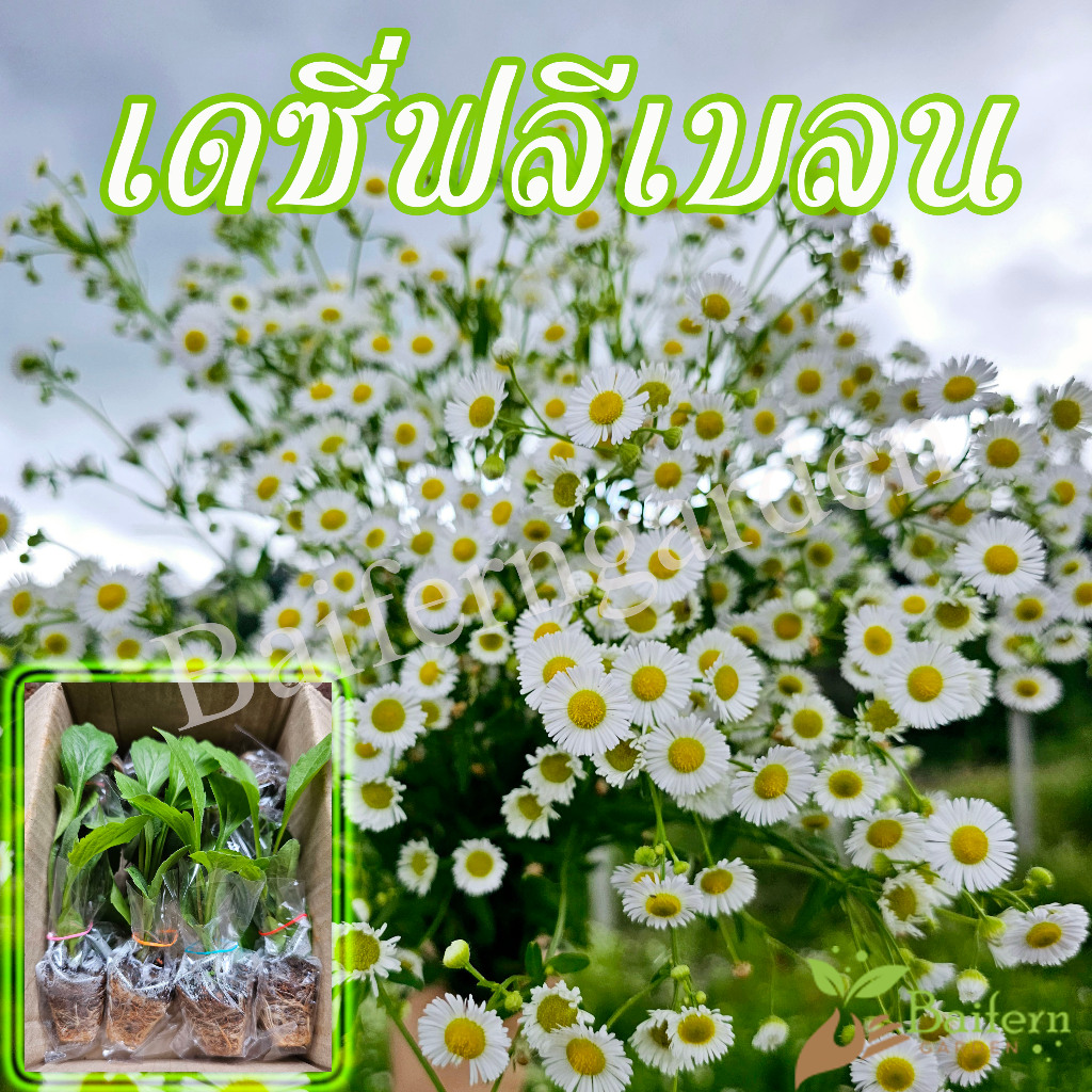 ต้นกล้าดอกเดซี่ฟลีเบลนหรือเดซี่ไข่ดาว ดอกไม้กินได้ รากเยอะ ต้นแข็งแรง ออกดอกตลอดทั้งปี