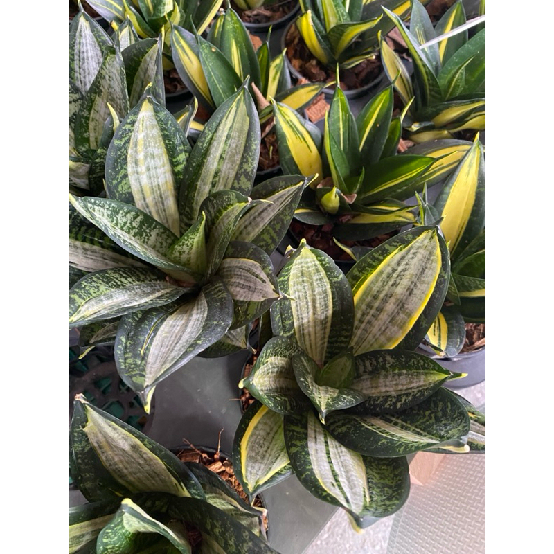 ลิ้นมังกรแคระ ซีบรา ( Zibra) กระถาง 4 นิ้ว ไม้มงคล ไม้ฟอกอากาศ จัดส่งทั้งกระถาง