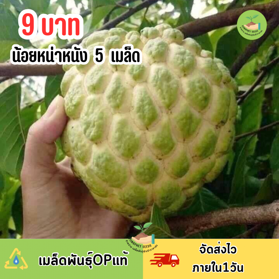 9 บาท เมล็ดน้อยหน่าหนัง บรรจุ 5 เมล็ด