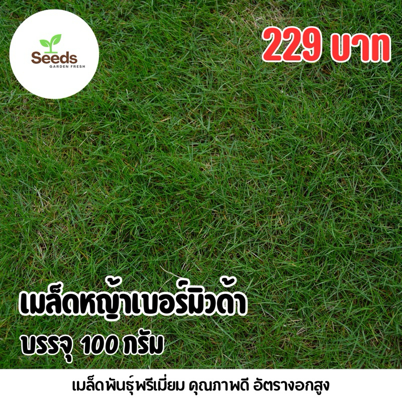 คุ้มที่สุด! เมล็ดหญ้าเบอร์มิวด้า บรรจุ 100 กรัม [Seeds Garden Fresh]