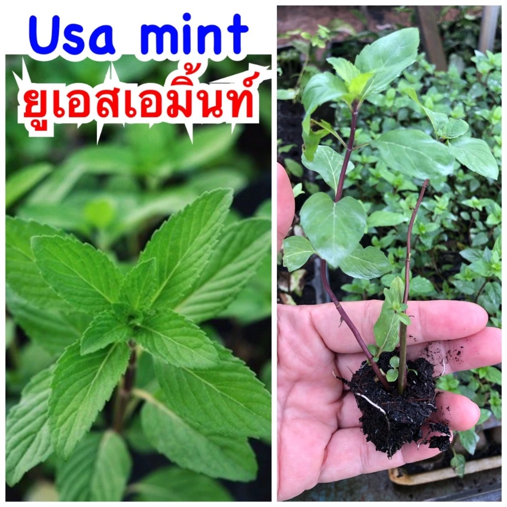 ยูเอสเอมิ้นท์ (USA Mint) กลิ่นหอมเย็น กิ่งปักชำมีรากพร้อมปลูก