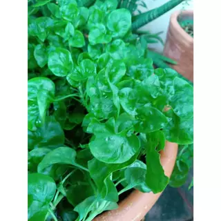 ต้นกล้า วอเตอร์เครส สีเขียว ราชินีผัก สำหรับคนรักสุขภาพ green watercress สลัดน้ำ กล้าละ 10บาท