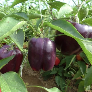 100 เมล็ด เมล็ดพันธุ์ พริกหวาน เมล็ดคละสี สีแดง สีส้ม สีเขียว