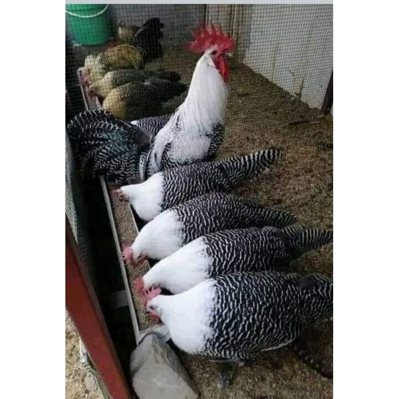 ไข่เชื้อไก่อียิปฟายูมิ​ ไก่หายากน่าสะสม