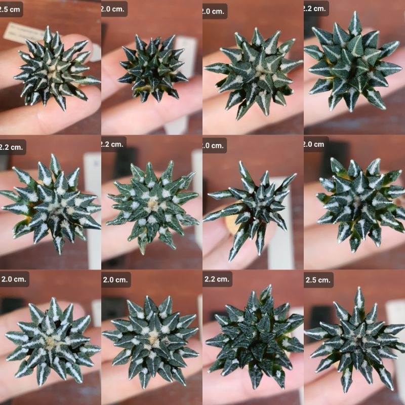 Ariocarpus kotschoubeyanus var. macdowellii อริโอคาพัส คอทชู บายยานัส แม็คโนเวล