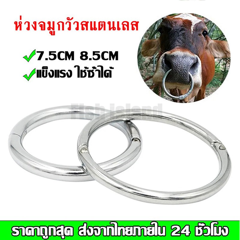 ห่วงจมูกวัว สแตนเลส ที่ใส่จมูกวัว  ห่วงจมูกวัว โค กระบือ 2.5 นิ้ว 3 นิ้ว ราคาถูกสุดในไทย