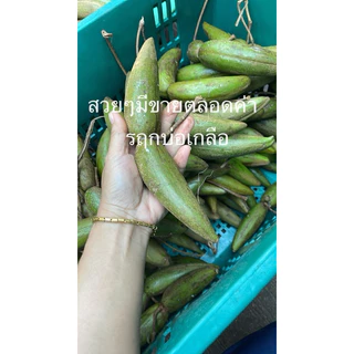 มะเขาควายสด มะเขาควาย ครึ่งกก.99฿ จากบ่อเกลือ น่าน