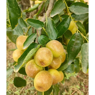 AA พุทราช็อกโกแลตยกลังไซส์ Aใหญ่หนัก 3 กก รวมลังโฟม เนื้อกรอบฟูหวานอร่อย