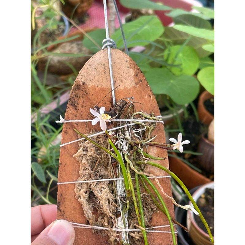 กล้วยไม้ [Cordiglottis filiformis (Hook.f.) ] [ หายาก ]
