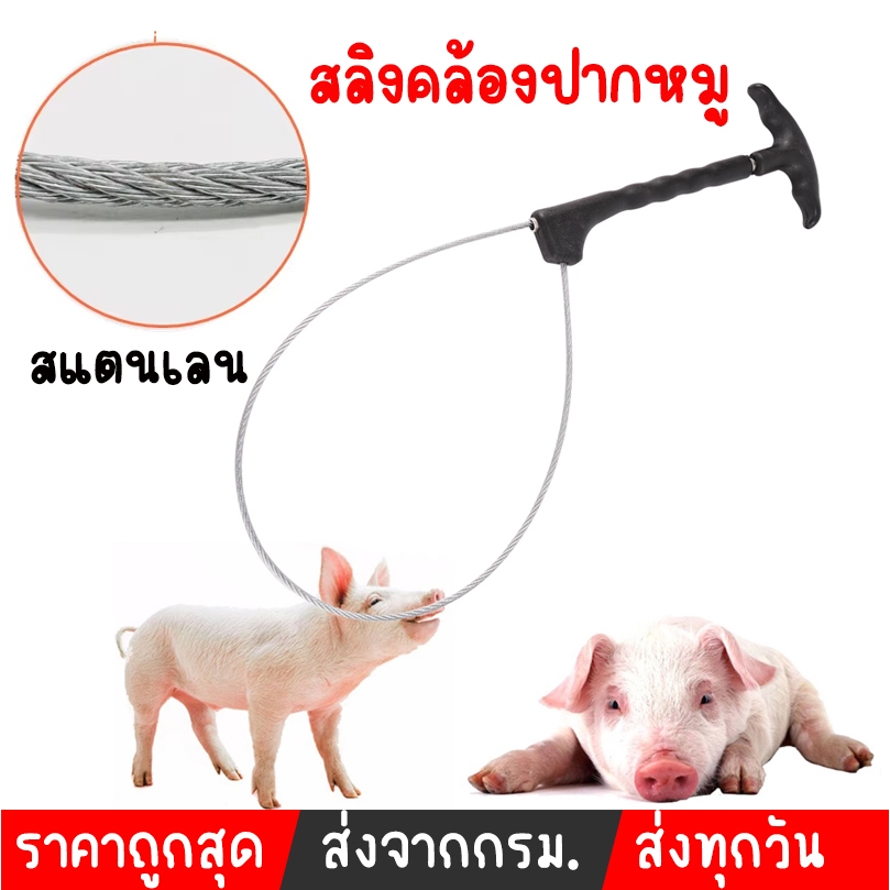 สลิงคล้องปากหมู สายรัดปากหมู คล้องปากหมู คีมดึงปากหมู จับหมู ให้หมูอยู่นิ่ง ฉีดยาง่าย อุปกรณ์การเลี้ยงสัตว์