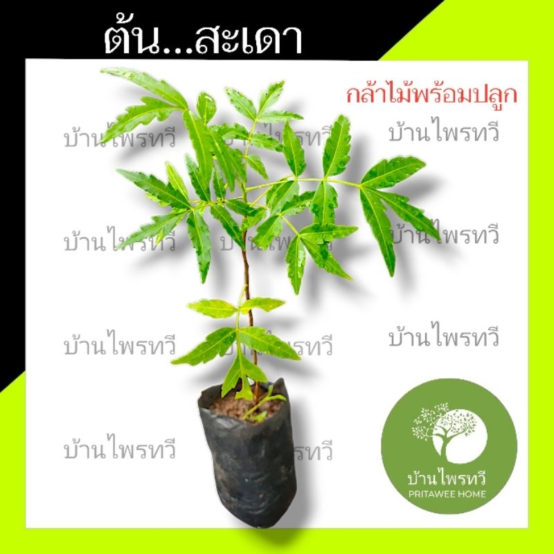 ต้นสะเดา  หรือ สะเดาบ้าน กล้าไม้พร้อมปลูก  ไม้เศรษฐกิจ ไม้ป่า สมุนไพร กินได้