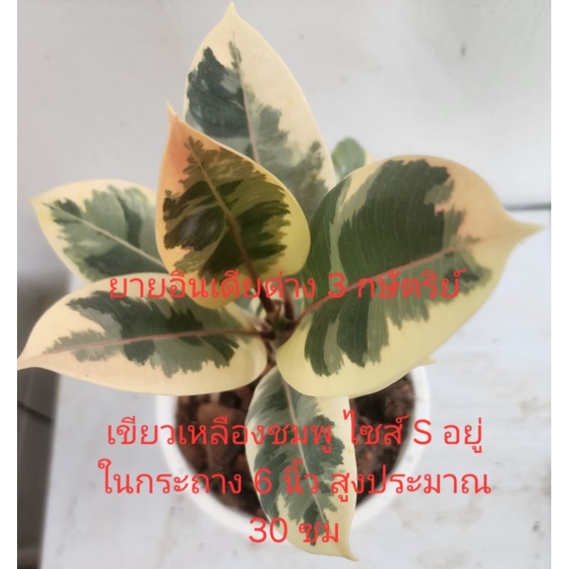 ต้นยางอินเดียด่างสามกษัตริย์#ด่างชมพู#ยางดำ#ไม้ฟอกอากาศ#สูงประมาณ30-40 ซม. - รูปที่ 7