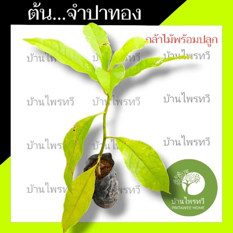 ต้นจำปาทอง กล้าไม้พร้อมปลูก ต้นไม้ตาย เคลมฟรี ทุกต้น เฉพาะ ระหว่างขนส่ง เท่านั้น.  จำปาทอง ไม้เศรษฐกิจ ไม้มงคล