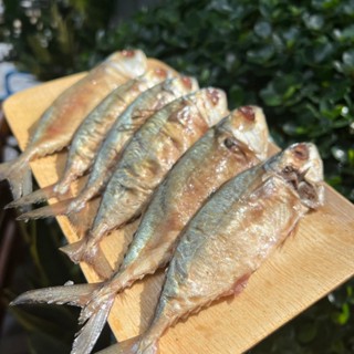 ปลาทูหอม ไม่เค็มมาก อร่อย สดใหม่ จากทะเลปากน้ำปราณ