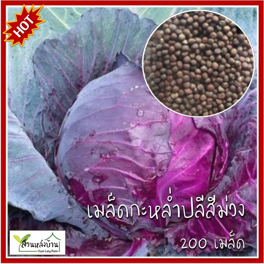 200 เมล็ด กะหล่ำปลีม่วง เมล็ดกะหล่ำปลีม่วง กะหล่ำม่วง เมล็ดกะหล่ำม่วง กะหล่ำปลีสีม่วง