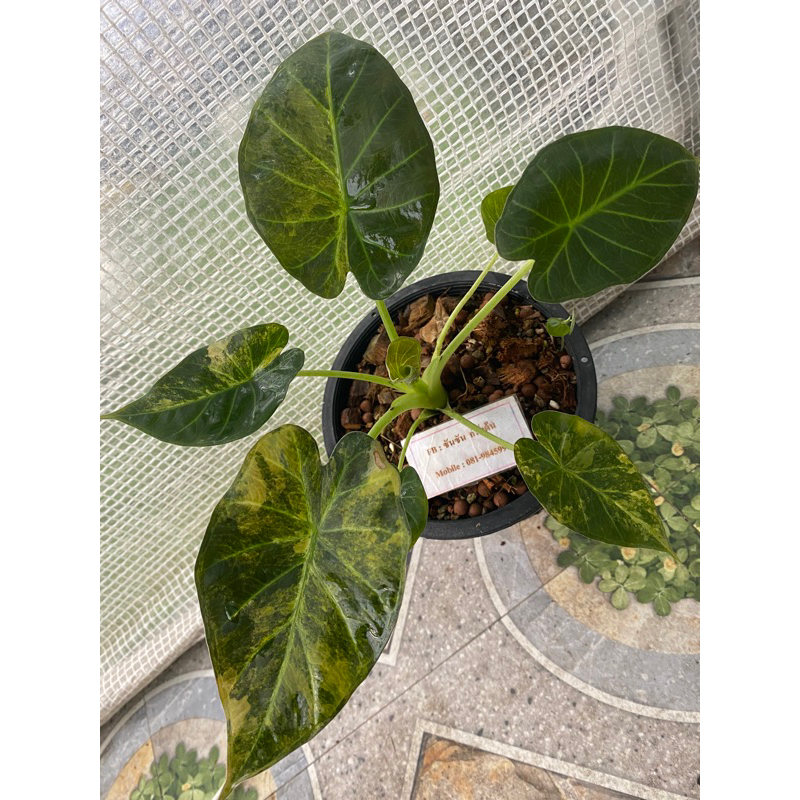 อโลคาเซีย รีกัล ชิลด์ด่าง (Alocasia Regal Shield variegated) 🌿ต้นที่ส่ง คือ ต้นในรูป