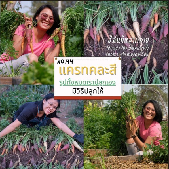 แครอทคละสี [No.44 ] บรรจุ 80-120 เมล็ด **ภาพการปลูกจริงด้วยเมล็ดพันธุ์ของเราเอง*