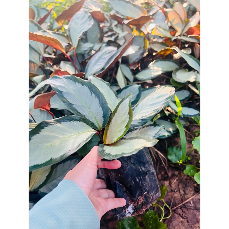 คล้าถุงเงิน Calathea picturata ส่งแบบถุง