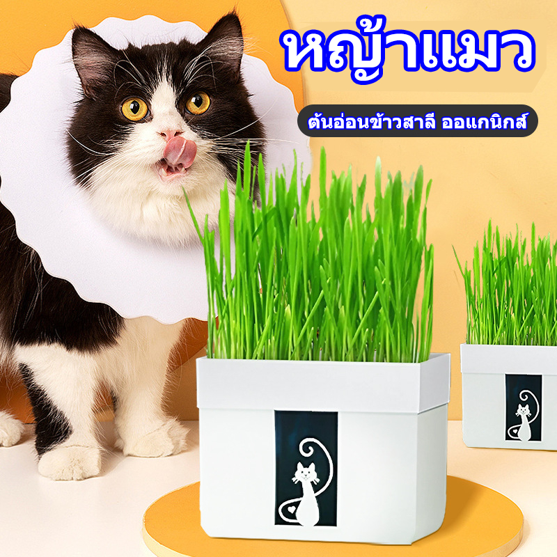 🌱ชุดปลูกหญ้าแมว🌱 แบบถุงปลูกง่ายแค่เติมน้ำ ต้นอ่อนข้าวสาลี ออแกนิกส์ สำหรับ หมา แมว หนู กระต่าย นก และสัตว์กินหญ้าอื่นๆ