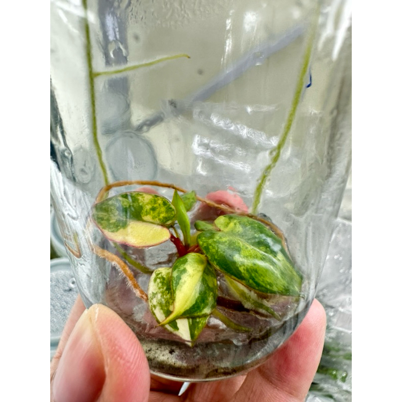 Philodendron billietiae var. ก้านส้มด่าง
