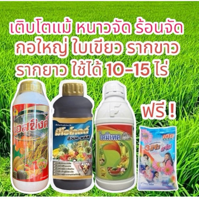 ชุดเขียว ทนหนาว แก้ใบเหลือง กินปุ๋ย กอใหญ่ รากขาว