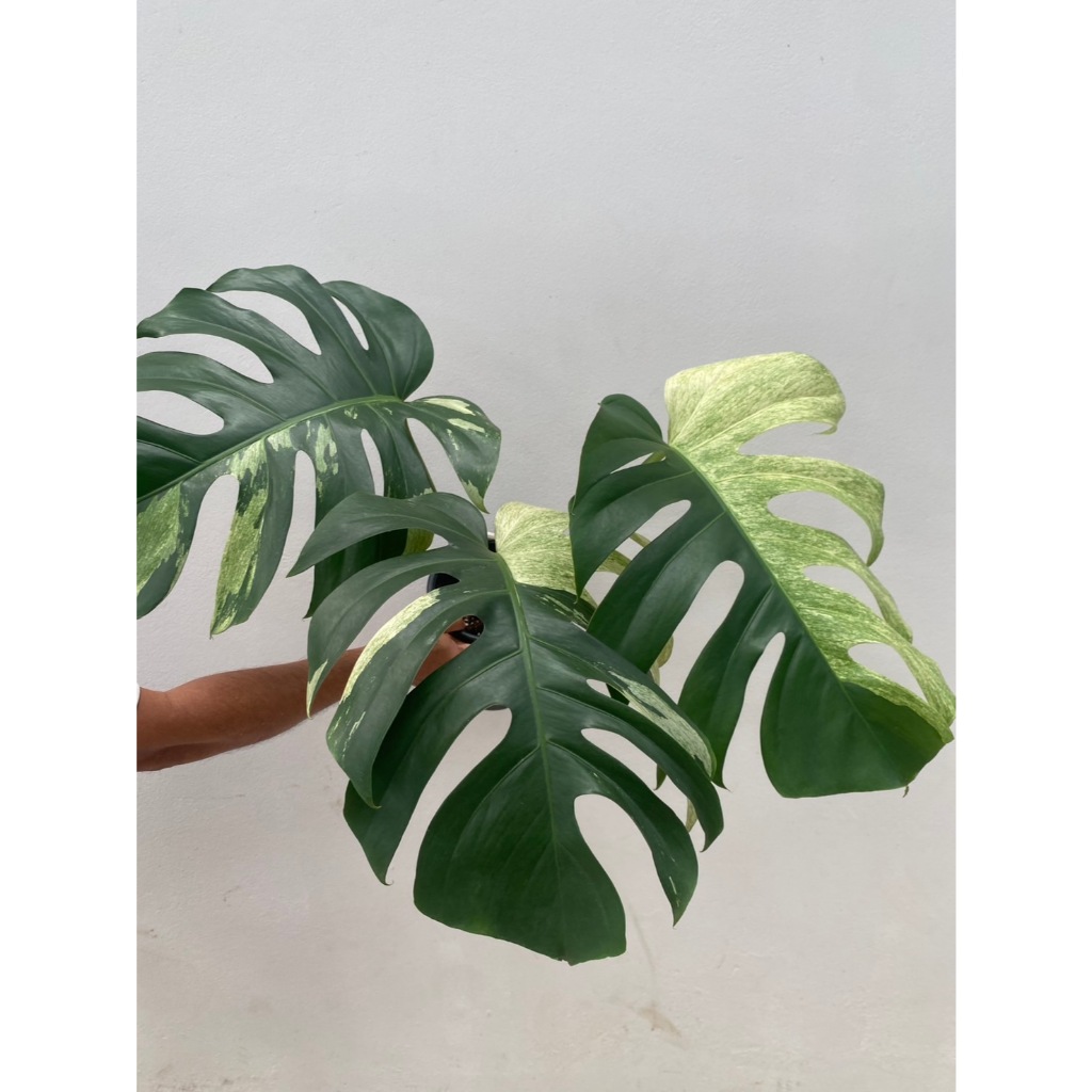 มอนมิ้นท์ Monstera Mint ไม้สะสม ไม้ประดับ ด่างสวย