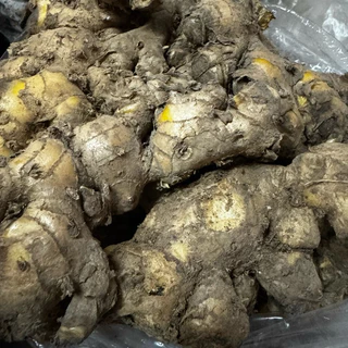ไพลสด แก่ๆ จากสวน 1กก พร้อมส่ง มีปลายทาง ว่านไพล ไพลเหลือง