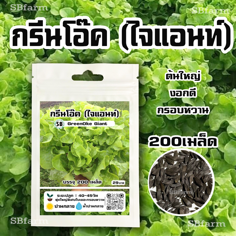 เมล็ดกรีนโอ๊ค ไจแอนท์ - Green Oak Gian 200 เมล็ด โปรโมชั่น [ซื้อ 2 แถม 1ซอง]/// SBfarm