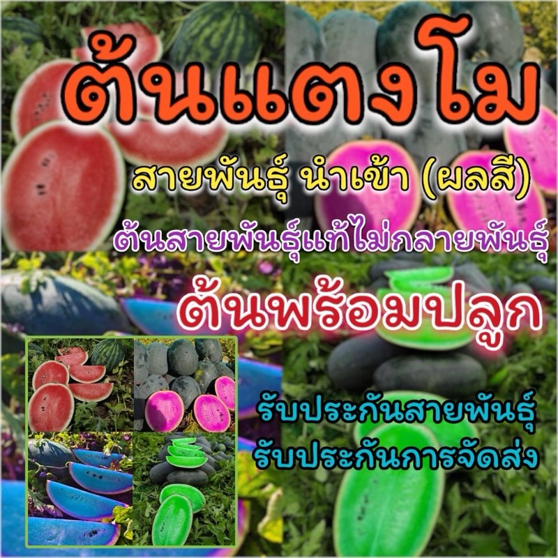 ต้นแตงโม (ผลสี)สายพันธุ์แท้ไม่กลายพันธุ์ ผลทานได้ รับประกันการจัดส่ง รับประกันสายพันธุ์ ผัก ผลไม้ แตงโมสีม่วง ฟ้า เขียว