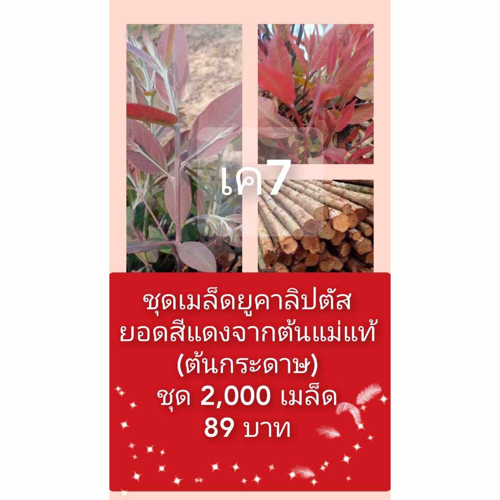 ยูคาลิปตัสเมล็ดพันธุ์สายพันธุ์เค7ยอดสีแดง(ต้นกระดาษ)50 รูปที่ 6