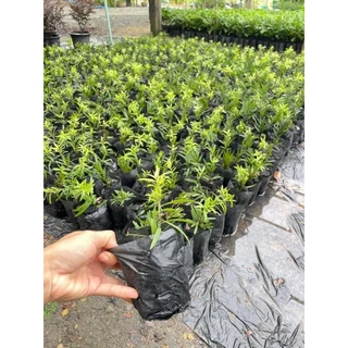 ต้นแปรงล้างขวดสีชมพู1ต้นถุงดำ ต้นเล็ก ไม้ประดับหาชมยาก