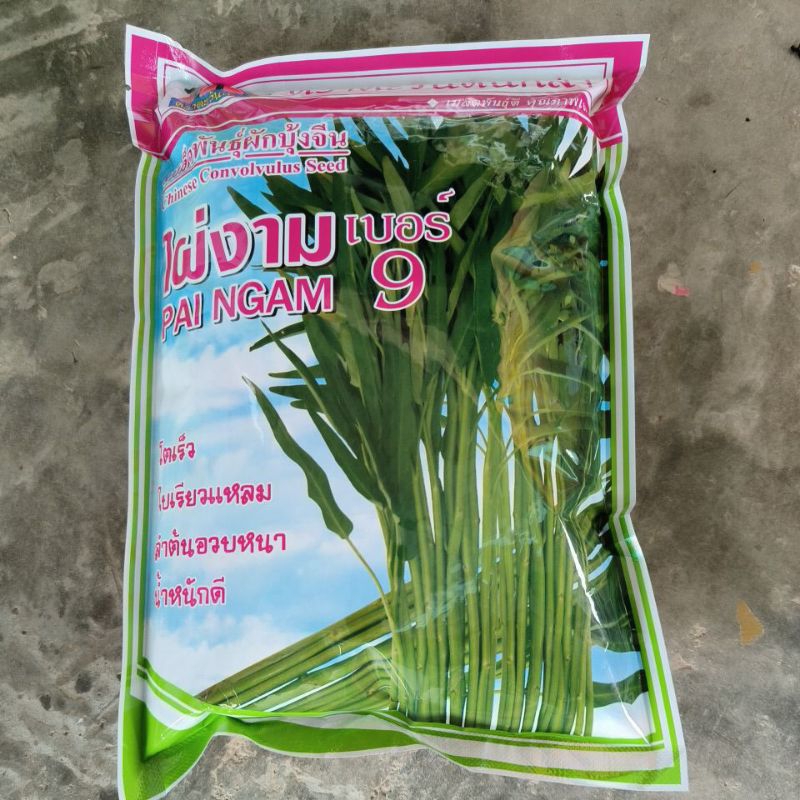 เมล็ดพันธุ์ผักบุ้ง(ไผ่งามเบอร์9)ขนาด1กิโล ผักบุ้งจีน