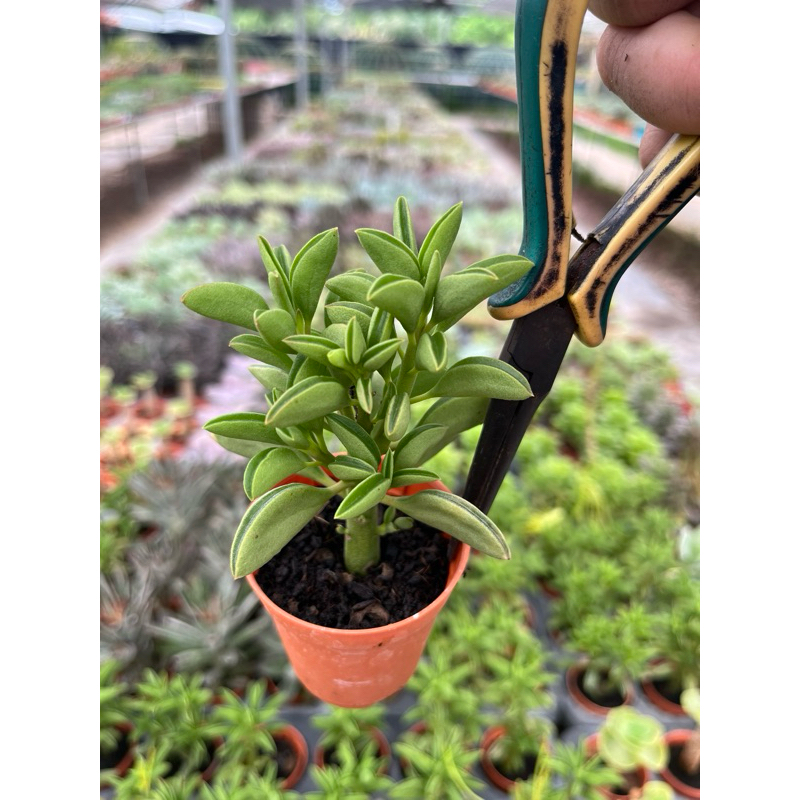 เปเปอร์โรเมีย  กระเป๋าแก้วPEPEROMIA DOLABRIFORMIS