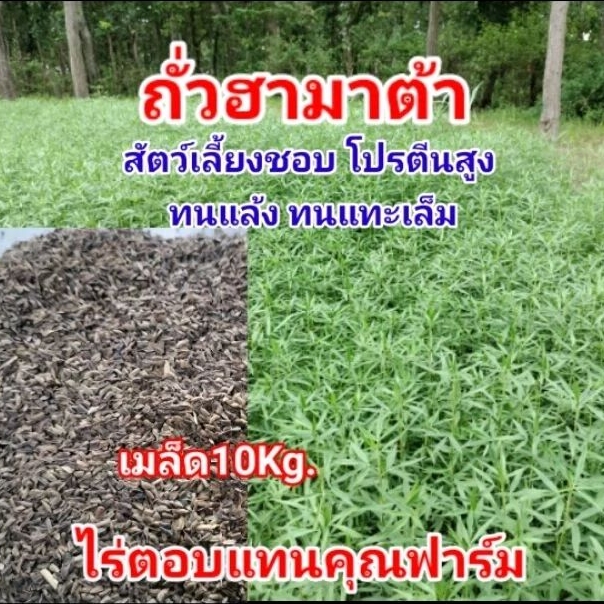 #เมล็ดถั่วฮามาต้า 10kg. #ถั่วฮามาต้าพืชอาหารสัตว์ #ถั่วฮามาต้าหญ้าวัว #ไร่ตอบแทนคุณฟาร์ม