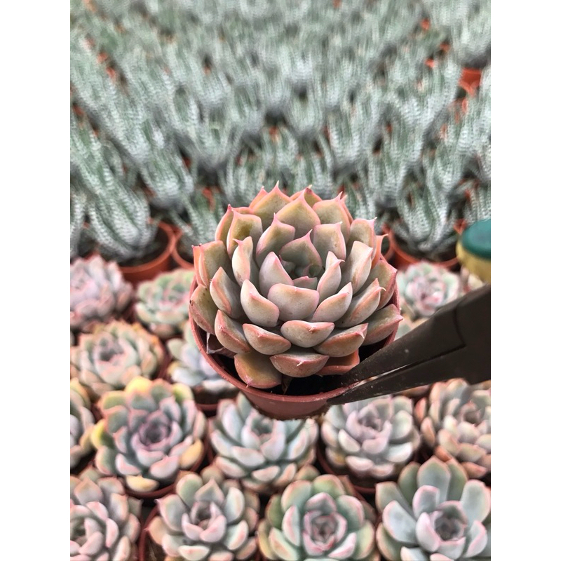 Echeveria :  Fiona "