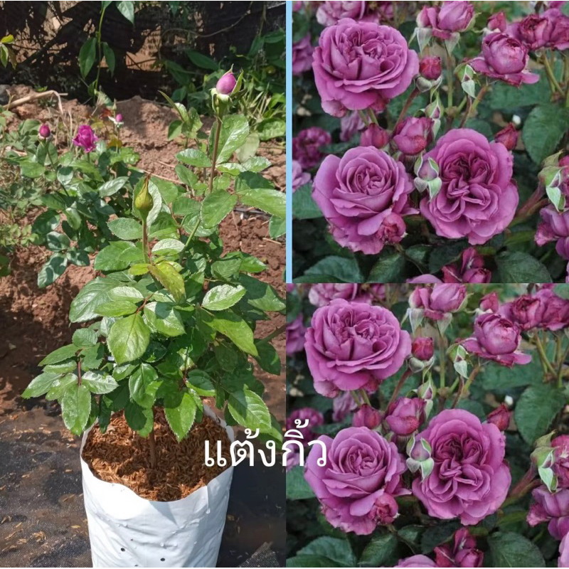กุหลาบสีม่วงเข้มเป็นพุ่มthank you สามารถปลูกในร่มรำไรหรือแดดจัดได้