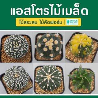 แคคตัส แอสโตรไฟตัมคัดฟอร์ม กระบองเพชร (Astrophytum) พร้อมส่ง