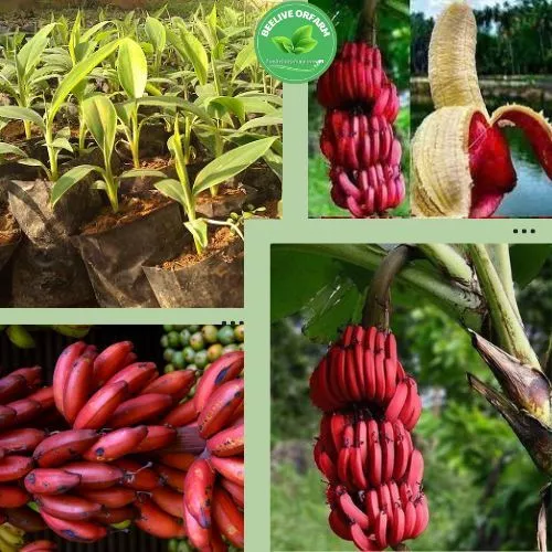 กล้วยน้ำว้าสีชมพู เพาะเนื้อเยื่อ ความสูง 40-50 ซม. มีถิ่นกำเนิดจากเวียดนาม ผลสีชมพู รสหวานหอม ปลูกง่าย ทนทานต่อโรคและแมล