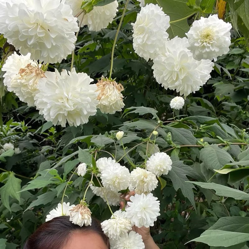 🌸🪴ต้นเบญจมาศดอย ไม้ดอกสวยเลี้ยงง่าย ดอกใหญ่สีขาวซ้อนฟู เป็นไม้ที่ปลูกง่ายโตไวสามารถตัดแต่งได้