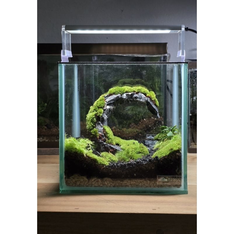 Terrarium สวนขวดแก้ว ดีไซน์​ดวงจันทร์​ สำเร็จรูป(จัดทำพิเศษ)