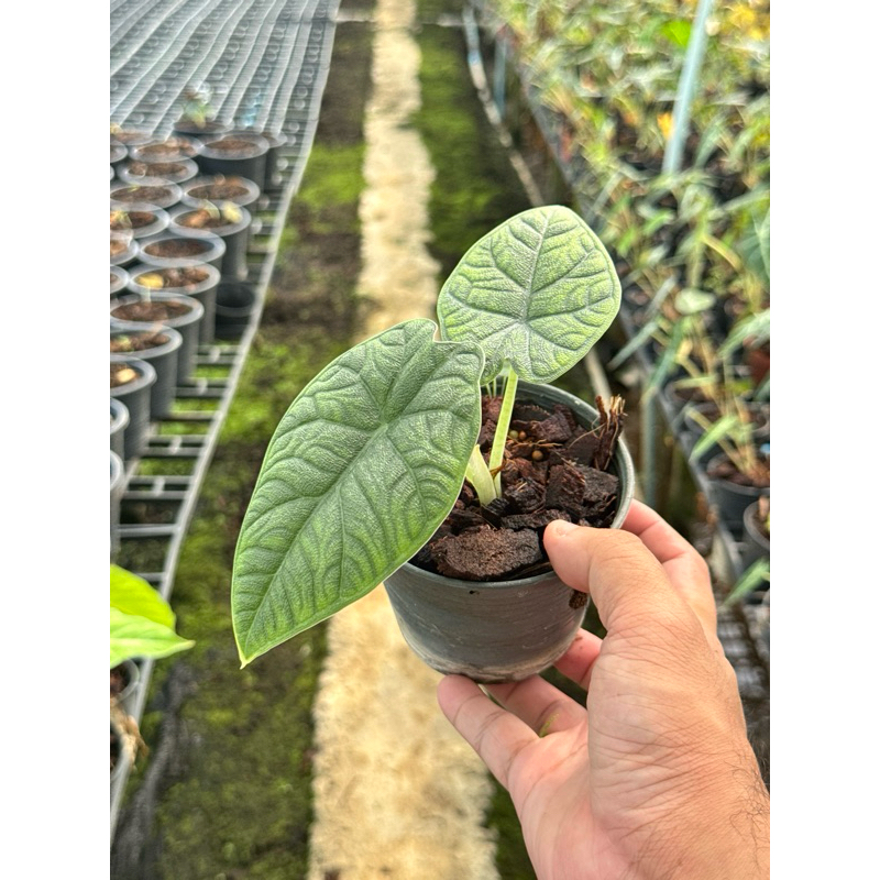 มุมมอง 3