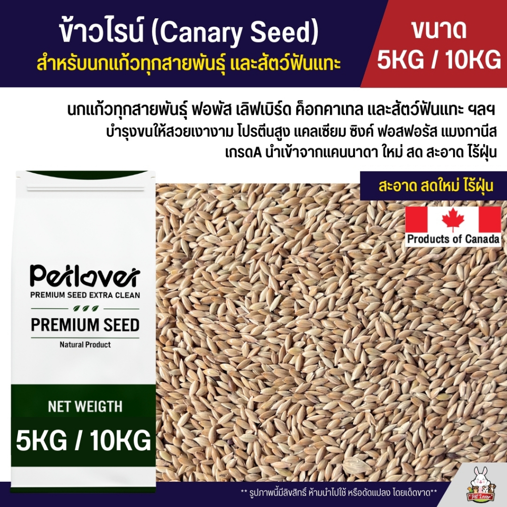 (5KG / 10KG) ข้าวไรย์ Canada Canary Seed เกรด A อาหารนกแก้ว และสัตว์พันแทะ ข้าวไรน์ บำรุงขนสวย มันเงา
